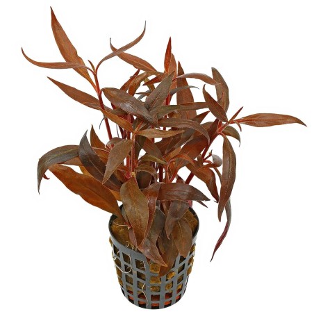 Alternanthera Reineckii 'Mini'
