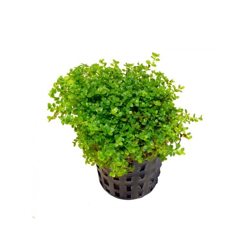 Hemianthus callitrichoides 'Cuba'