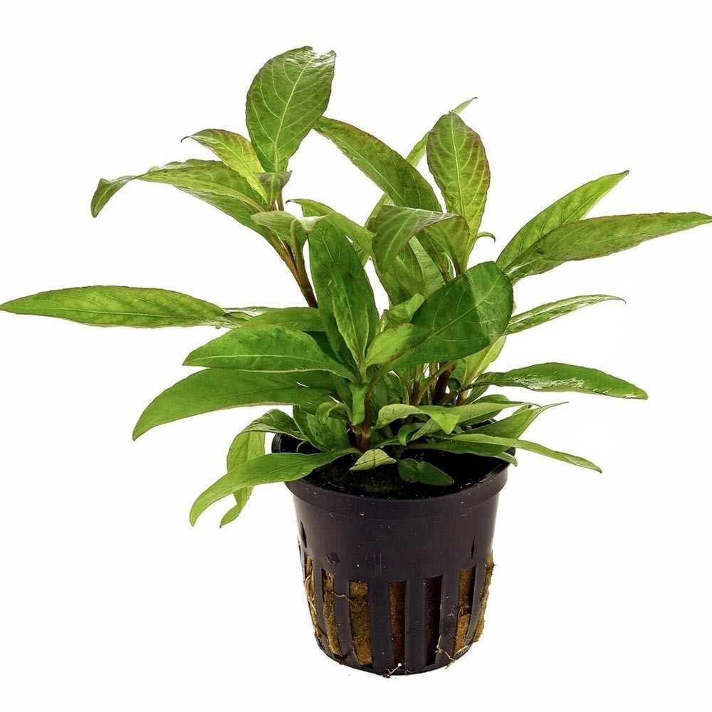 Hygrophila Corymbosa 'Thailand