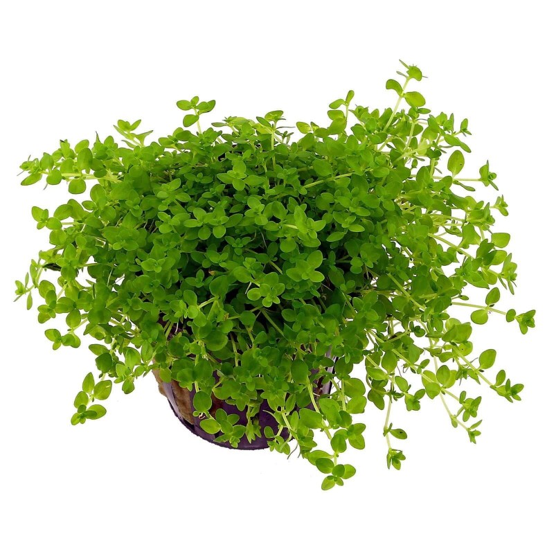 Micranthemum Micranthemoides