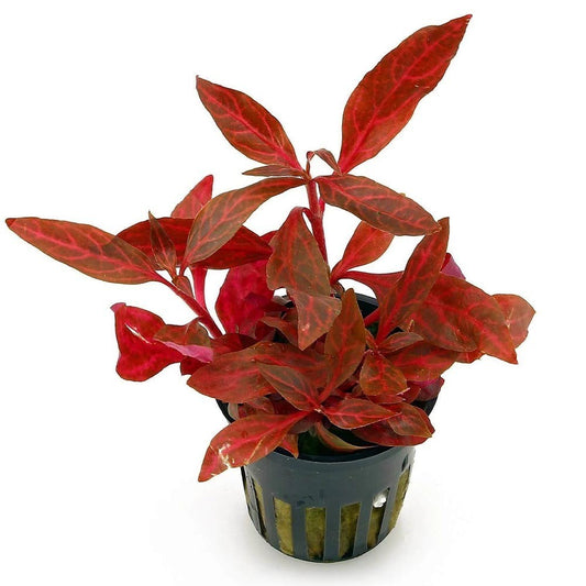 Alternanthera Cardinalis