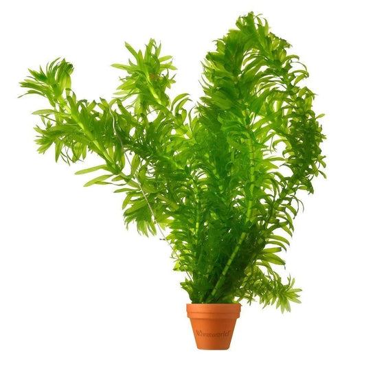 Elodea Densa