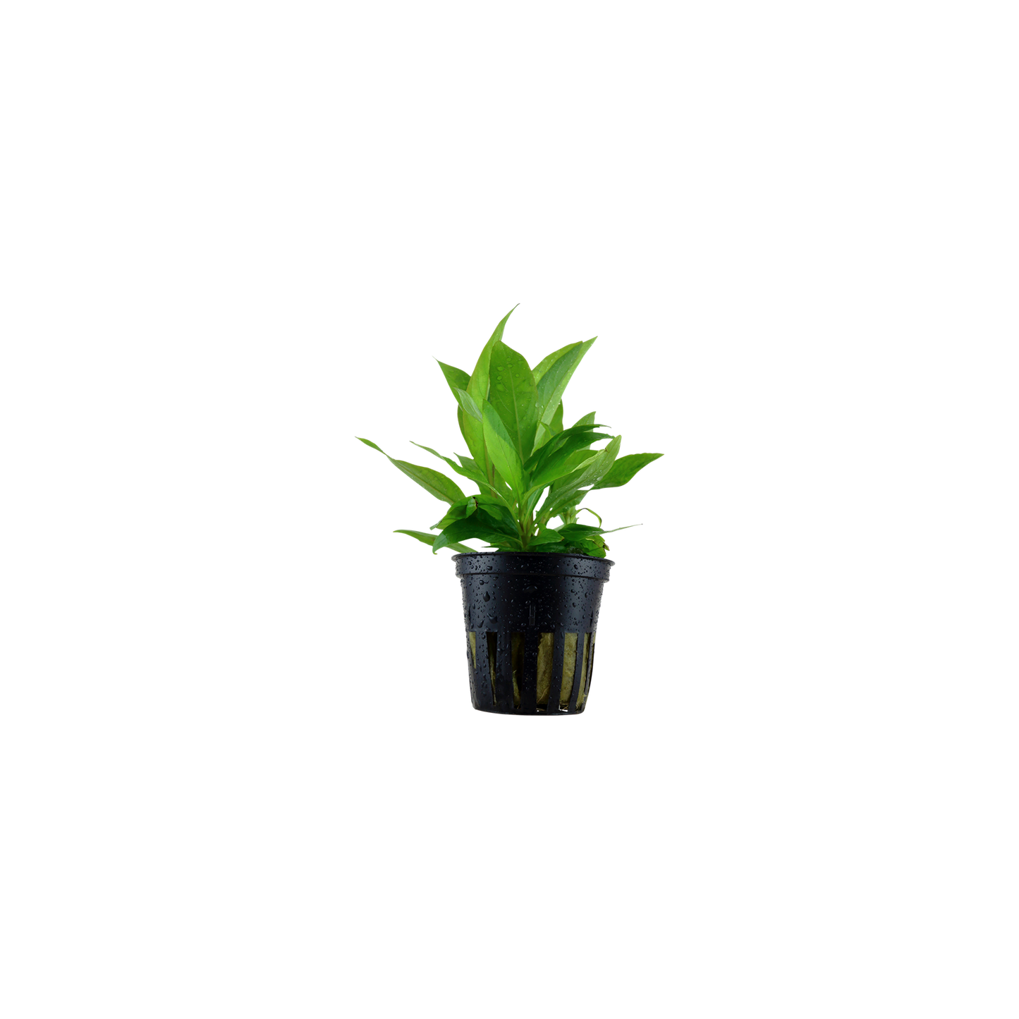 Hygrophila corymbosa