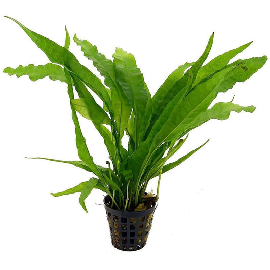 Microsorum Pteropus