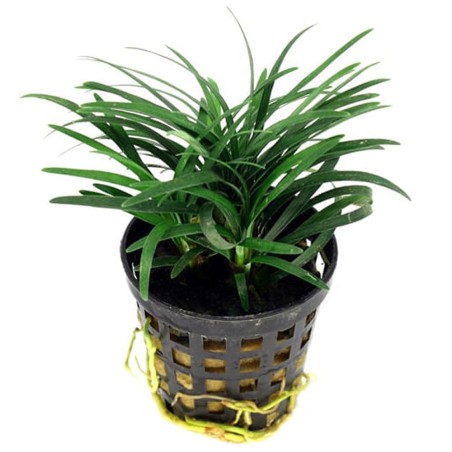 Ophiopogon kyoto