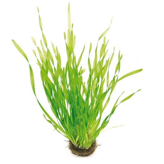 Vallisneria Spiralis